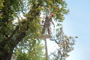 Baumpflege bei PowerTeam Baumpflege - PowerTeam