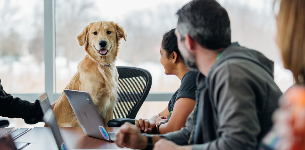 Vollzeitjob und Hund