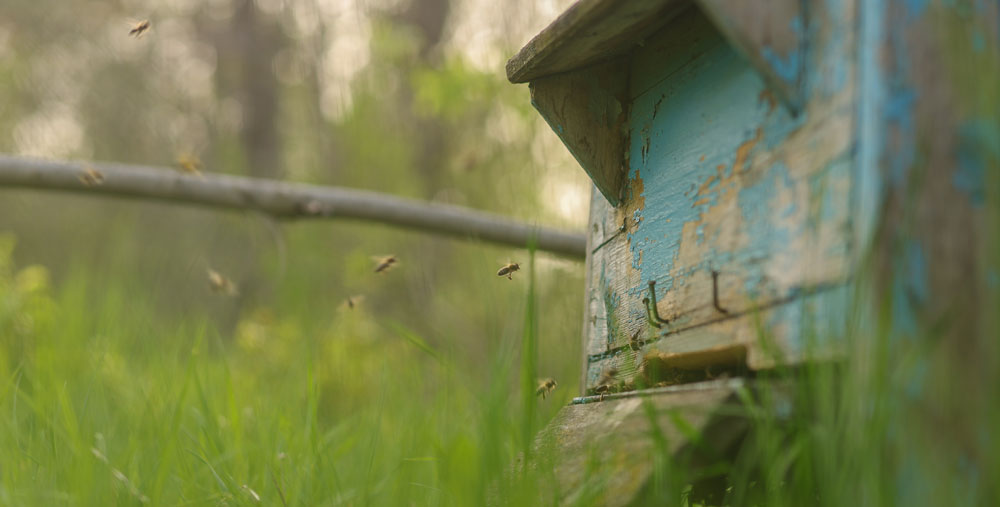 Bienensterben - Rettet die Bienen