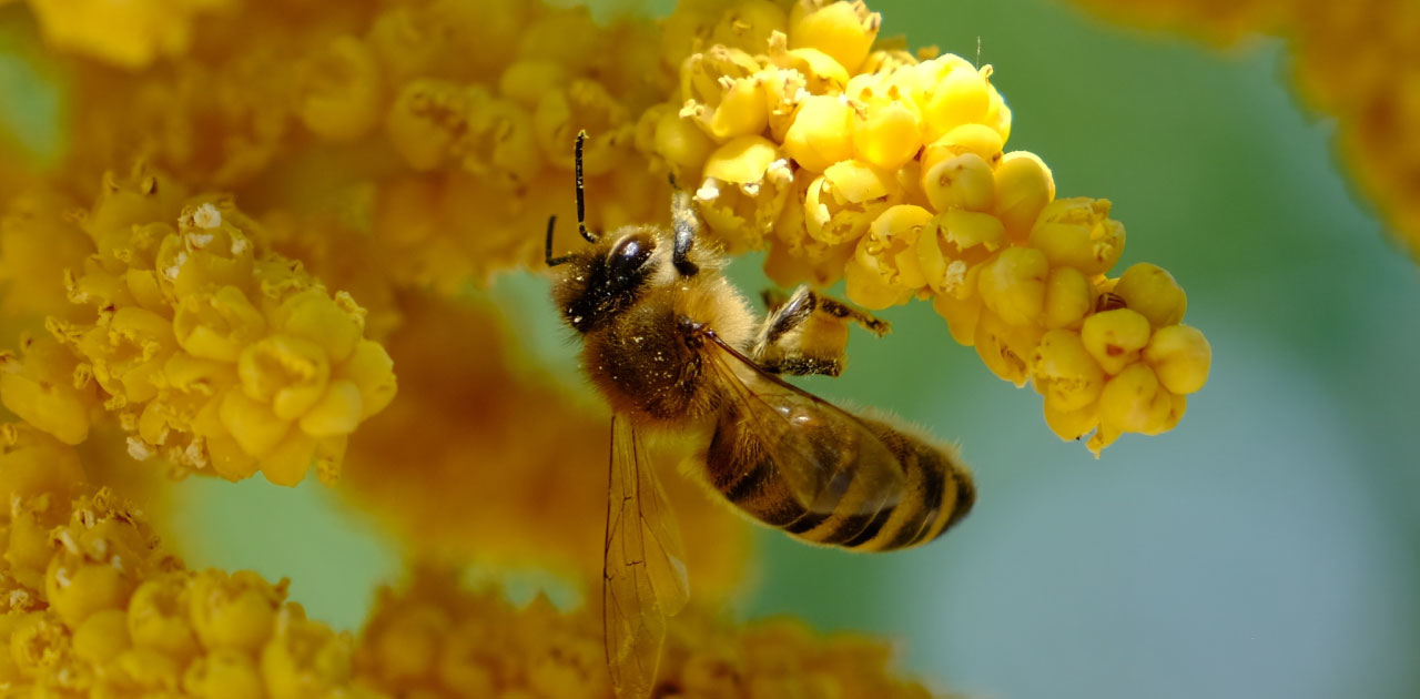Weltbienentag: Wie wir die fleißigen Bienen retten können