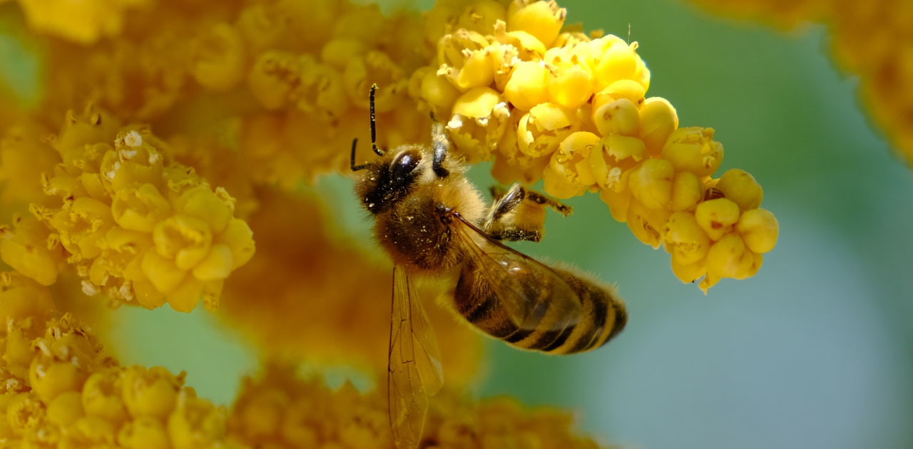 Weltbienentag: Wie wir die fleißigen Bienen retten können Weltbienentag: Wie wir die fleißigen Bienen retten können