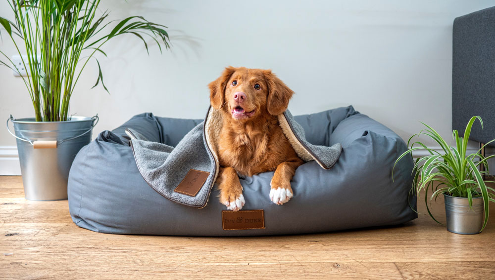 Tiere am Arbeitsplatz - Bürohund