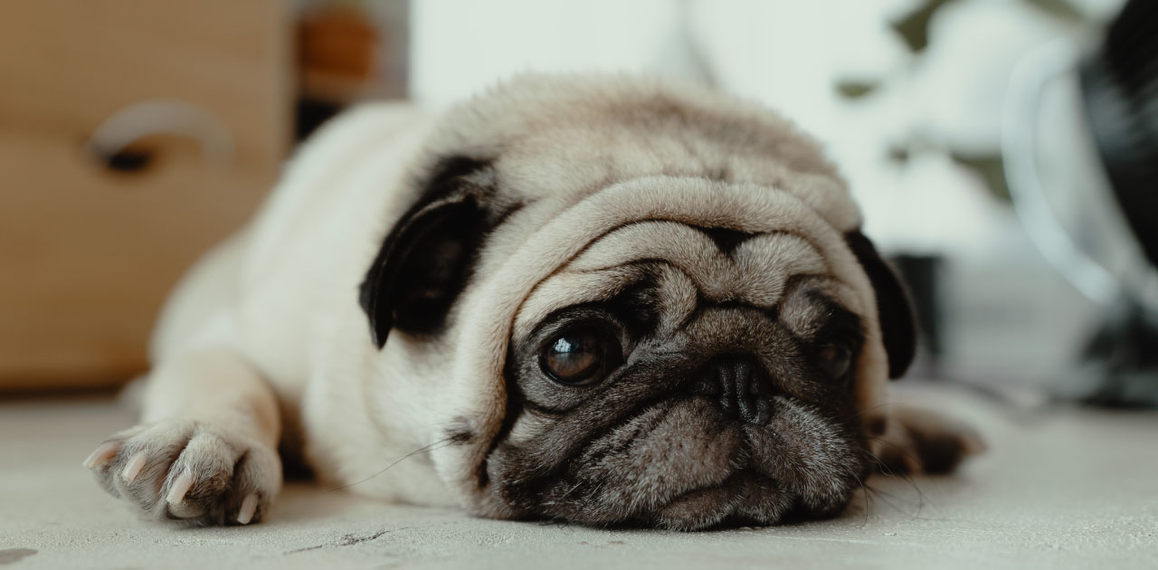 Tiere am Arbeitsplatz: Bürohunde und Co.